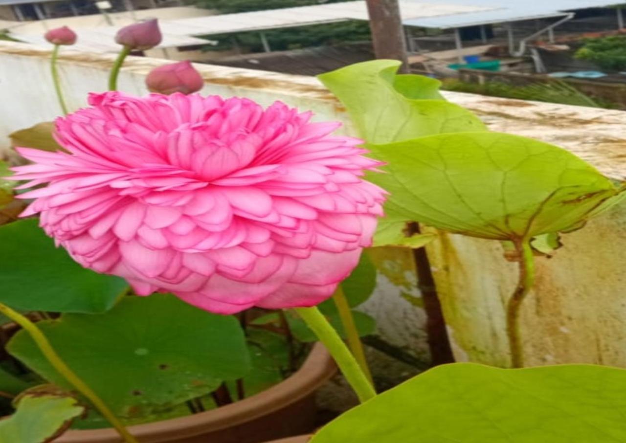 Raelyn'S Homestay Kochi Exterior photo